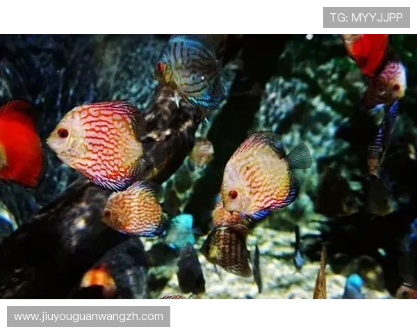 金鲨银鲨：揭秘海底宝藏的秘密与传说，开启你的海洋探秘新篇章